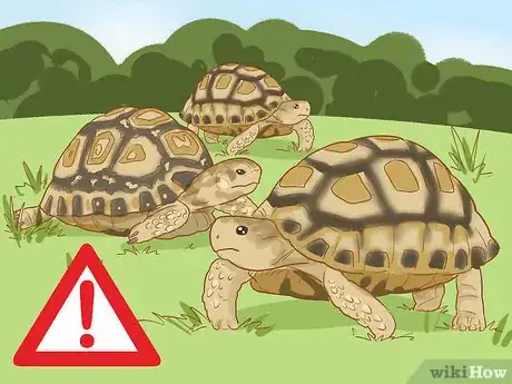 Image titled Care for a Leopard Tortoise Step 4