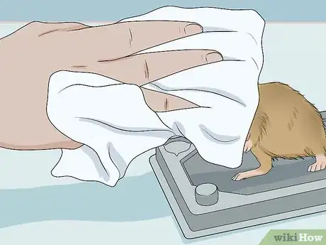 Image titled Remove a Live Mouse from a Sticky Trap Step 3
