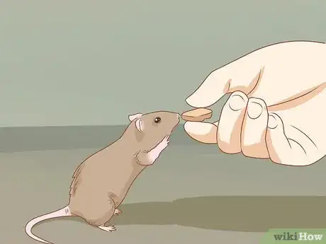 Image titled Teach a Rat Its Name Step 2
