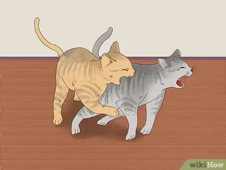 Image titled Know if Cats Are Playing or Fighting Step 4