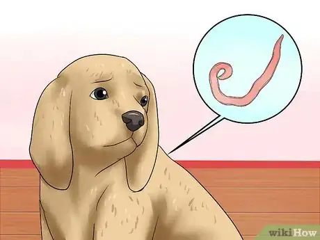 Image titled Diagnose Hookworms in Dogs Step 3