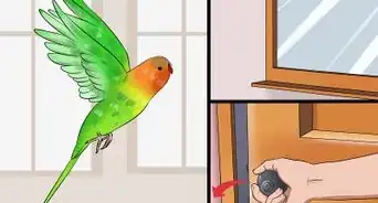Train Your Budgie
