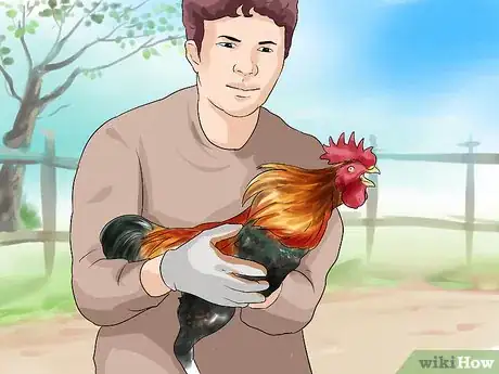 Image titled Protect Yourself from an Attacking Rooster Step 10