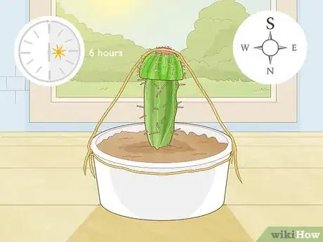 Image titled Propagate a Cactus Step 23