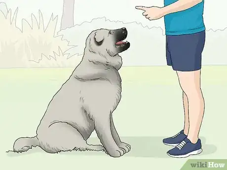 Image titled Identify a Caucasian Shepherd Dog Step 14