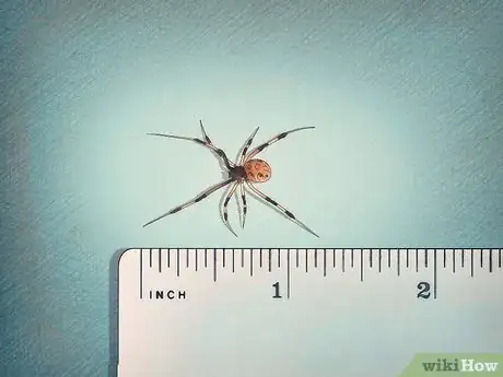 Image titled Identify a Brown Widow Spider Step 4