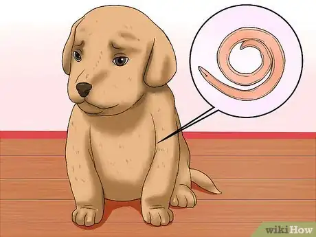 Image titled Diagnose Hookworms in Dogs Step 6