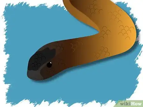 Image titled Identify a Venomous Snake Step 18