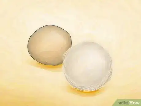Image titled Identify Spider Egg Sacs Step 1