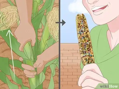Image titled Grow and Harvest Glass Gem Corn Step 10