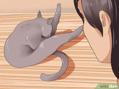 Image titled Tell if Your Cat Is in Heat Step 7