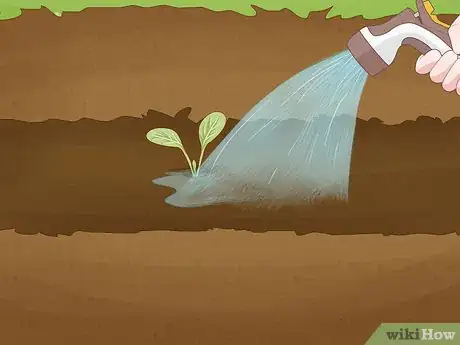 Image titled Grow Broccoli Step 6