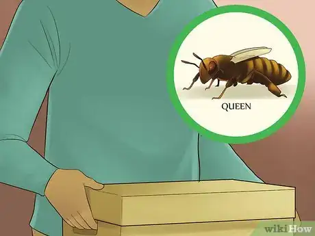 Image titled Get Started Beekeeping Step 14
