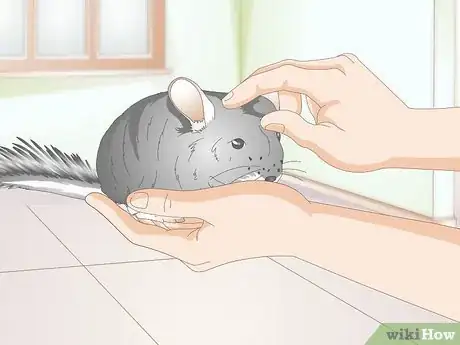 Image titled Buy a Chinchilla Step 5