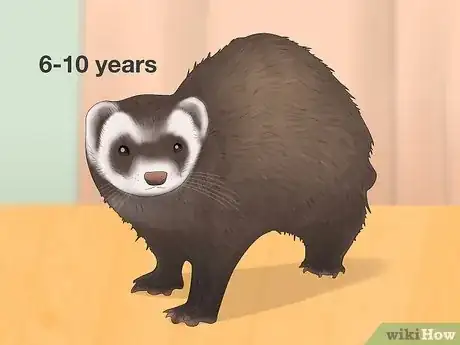 Image titled Decide if a Ferret Is the Right Pet for You Step 5