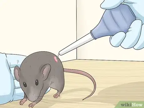 Image titled Care for an Injured Pet Mouse Step 2