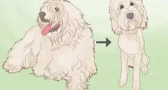 Know How Much to Tip a Dog Groomer