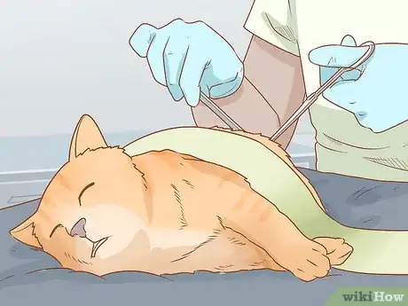 Image titled Diagnose and Treat Anal Gland Disease in Cats Step 15