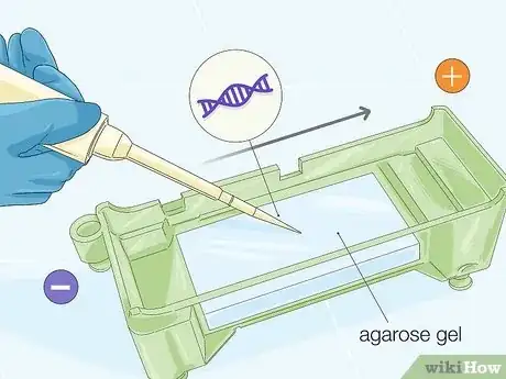 Image titled Determine Genotype Step 10