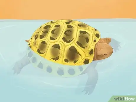 Image titled Bathe a Russian Tortoise Step 6