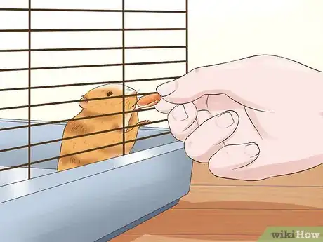 Image titled Tame a Hamster Step 5