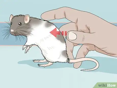 Image titled Play with Your Pet Rat Step 4