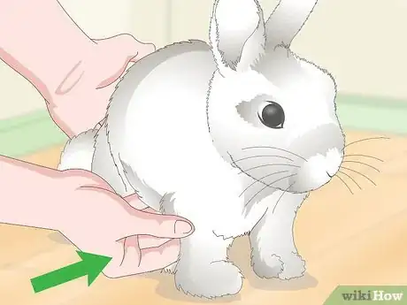 Image titled Love Your Rabbit Step 13