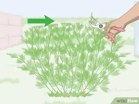 Image titled Prune Dill Step 1