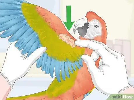 Image titled Stop a Macaw from Feather Picking or Chewing Step 2