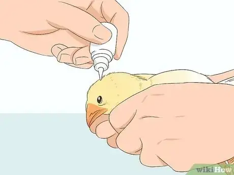 Image titled Vaccinate Chickens Step 11
