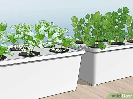 Image titled Grow Hydroponic Vegetables Step 1