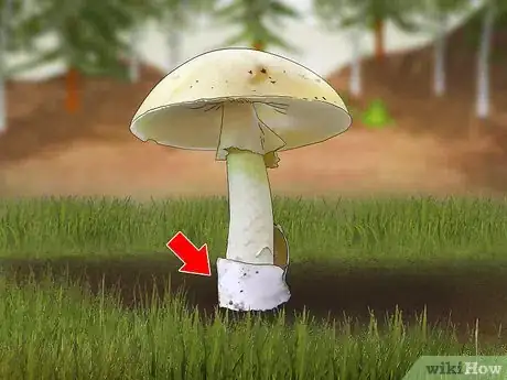Image titled Identify a Death Cap Mushroom Step 6