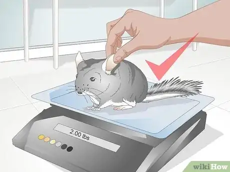 Image titled Buy a Chinchilla Step 14