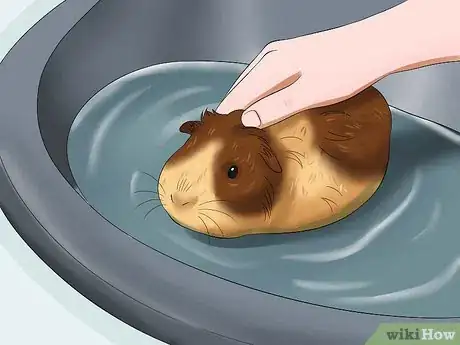 Image titled Get Your Guinea Pig to Trust You Step 9