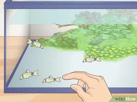 Image titled Breed Corydoras Fish Step 3
