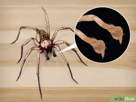 Image titled Identify a Hobo Spider Step 3