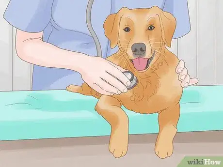 Image titled Stop a Dog from Licking Its Paws with Home Remedies Step 12