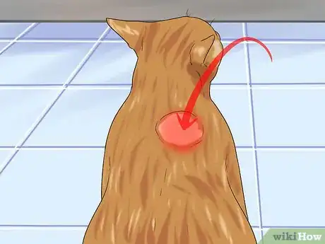 Image titled Treat Feline Cancer Step 4
