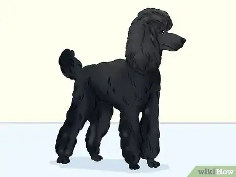 Image titled Identify a Poodle Step 6