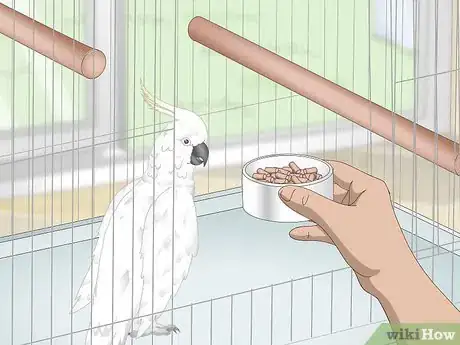 Image titled Take Care of Cockatoos Step 5