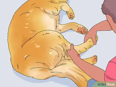 Image titled Build a Dog's Muscles Step 11