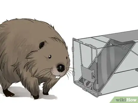 Image titled Trap a Beaver Step 21