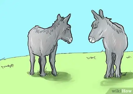 Image titled Care for a Donkey Step 8