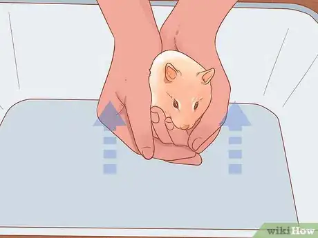 Image titled Pick up a Hamster for the First Time Step 3