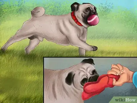 Image titled Care for a Pug Step 6
