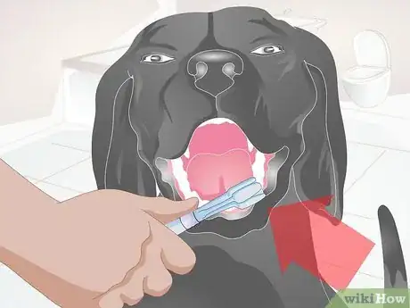 Image titled Clean Your Dog's Teeth Step 6