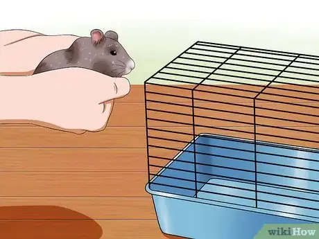 Image titled Get Hamsters to Stop Fighting Step 7