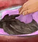 Bathe a Hedgehog