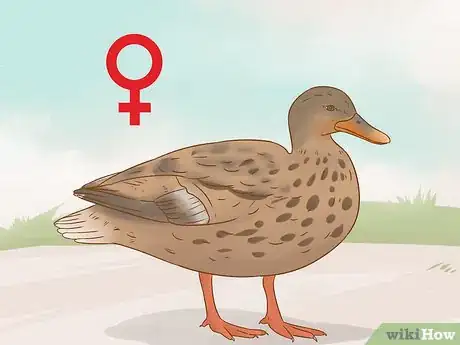 Image titled Tell the Sex of a Baby Duck Step 6
