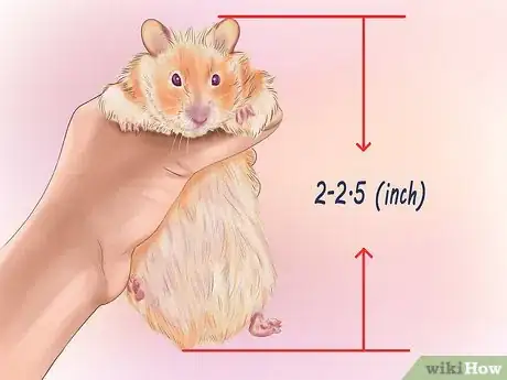 Image titled Care for Roborovski Hamsters Step 12